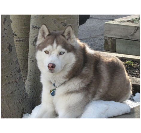 580-sziberiai-husky3.jpg