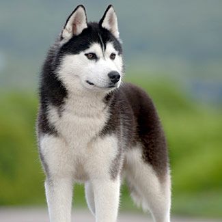 siberian-husky-fb.jpg
